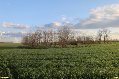Перспективная ООПТ Колок в урочище Подлодки