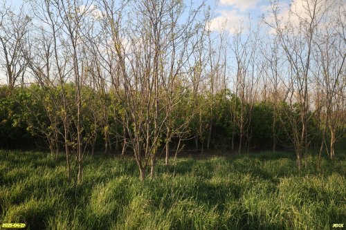 Перспективная ООПТ Колок в урочище Подлодки