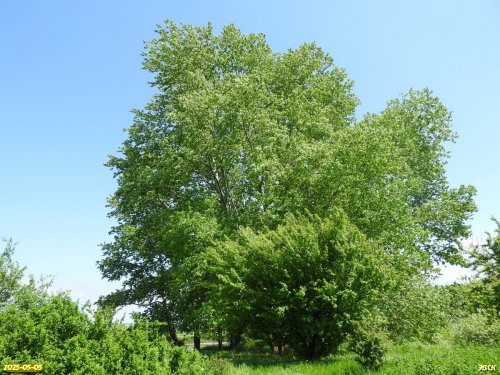 Перспективная ООПТ Веселогорская роща
