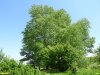 Перспективная ООПТ Веселогорская роща