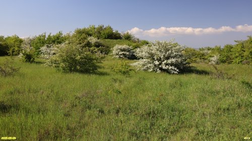Перспективная ООПТ Чеконское редколесье