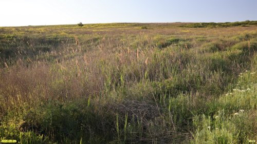 Перспективная ООПТ Гостагайская лесостепь