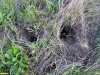 Норы хомяков или слепышей в перспективной ООПТ Гостагайская лесостепь