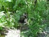Юные обитатели перспективной ООПТ Султанская софоровая роща