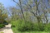 Перспективная ООПТ Султанская софоровая роща