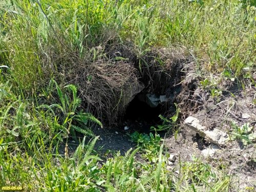 Нора, предположительно, лисья в перспективной ООПТ Гора Султанская