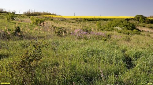 Перспективная ООПТ Капустянская лесостепь
