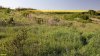 Перспективная ООПТ Капустянская лесостепь