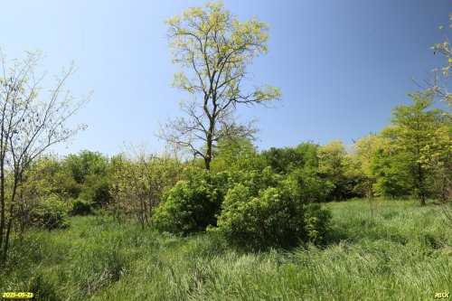 Перспективная ООПТ Знаменская роща
