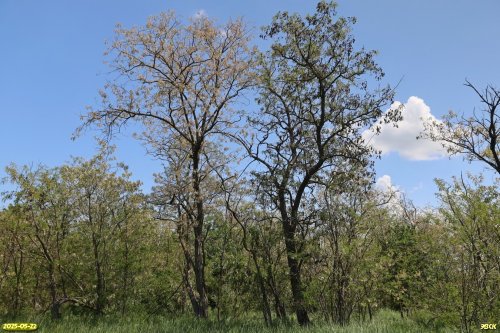 Перспективная ООПТ Кисляковский лес