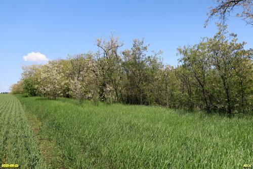 Перспективная ООПТ Кисляковский лес