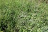 Ковыль в перспективной ООПТ Кисляковский лес