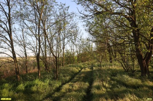 Перспективная ООПТ Урочище Зелёный Гай
