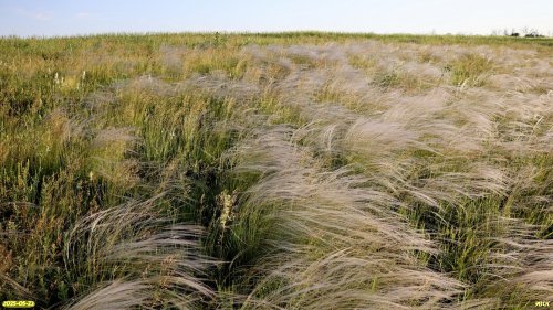 Ковыльная степь в перспективной ООПТ Урочище Балка Сухая