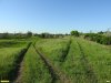 Перспективная ООПТ Маслиновая роща с участком степи