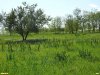 Щавель конский в травяном поясе перспективной ООПТ Луга и перелесья возле хутора Красный