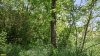 Перспективная ООПТ Кугоейская роща