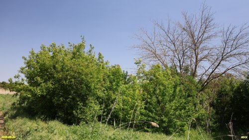Перспективная ООПТ Кугоейская роща