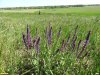 Шалфей дубравный в перспективной ООПТ Федорянская степь