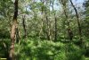 Перспективная ООПТ Кущёвский лесопарк