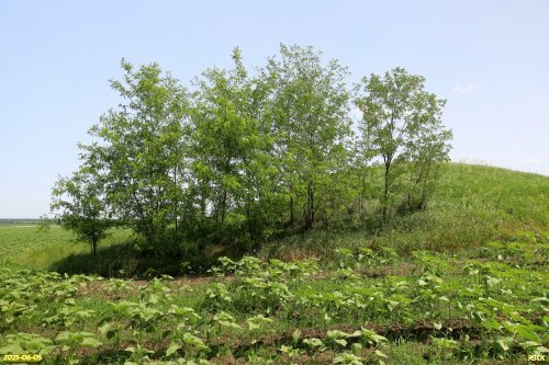 Перспективная ООПТ Курган Мундирка