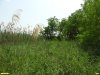Перспективная ООПТ Урочище Грядино