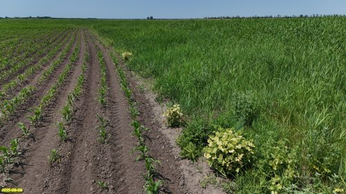 Перспективная ООПТ Урочище Грядино соседствует с кукурузным полем