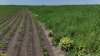 Перспективная ООПТ Урочище Грядино соседствует с кукурузным полем