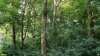Перспективная ООПТ Веселовский лес