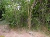 Перспективная ООПТ Урочище Казачье-Ейское