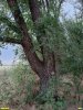 Перспективная ООПТ Урочище Казачье-Ейское