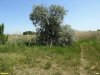 Перспективная ООПТ Урочище Пензенский хутор