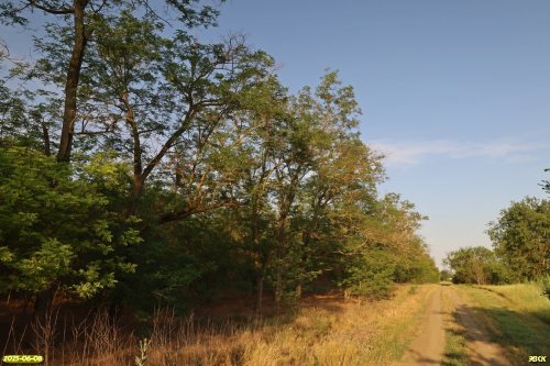 Перспективная ООПТ Красногоровская роща