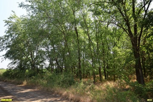 Перспективная ООПТ Демченская роща