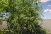 Перспективная ООПТ Кленовая роща на Грузской балке