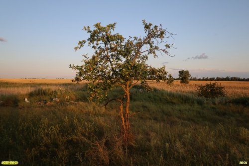 Перспективная ООПТ Луг в Первой Калниболотской балке