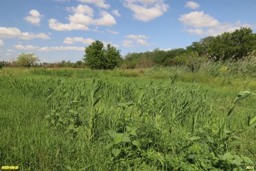 Перспективная ООПТ Балкогрузские луга
