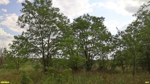 Перспективная ООПТ Каракубанский лесопарк