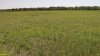 Перспективная ООПТ Краснопартизанские луга