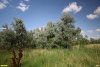 Перспективная ООПТ Расшеватская лесостепь