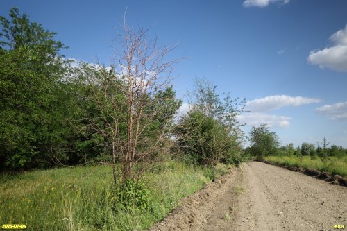 Перспективная ООПТ Расшеватская роща