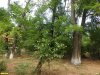 Перспективная ООПТ Первый Новолокинский парк