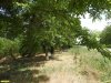 Перспективная ООПТ Первый Новолокинский парк