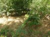 Шток-роза (мальва) в перспективной ООПТ Первый Новолокинский парк