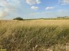 Перспективная ООПТ Новолокинский солончак