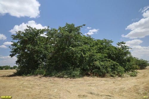 Перспективная ООПТ Южно-Новолокинская вязовая роща