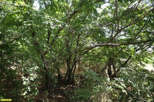 Перспективная ООПТ Южно-Новолокинская вязовая роща