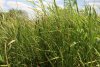 Перспективная ООПТ Новолокинская криница