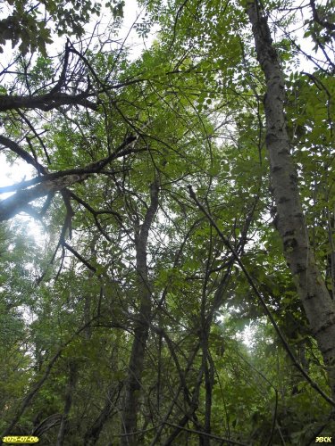 Перспективная ООПТ Приграничная роща