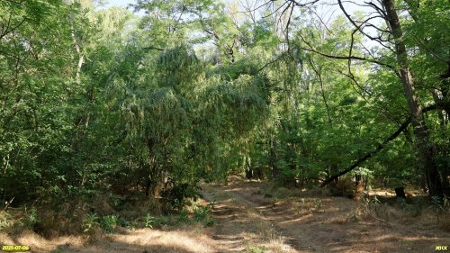 Перспективная ООПТ Меклетинское перелесье